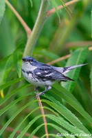 Highlight for Album: Sussex County, NJ Warblers