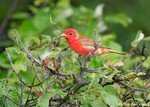 Summer Tanager