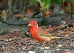 Summer Tanager