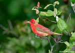 Summer Tanager