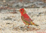 Summer Tanager