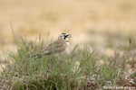 Horned Lark