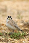 Horned Lark