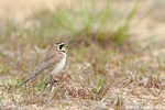 Horned Lark