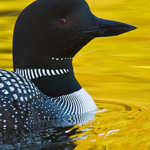 Common Loon